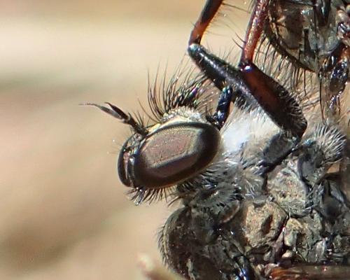Réf. 212 036 : Tolmerus atricapillus
